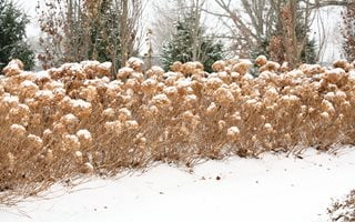 Hydrangea Winter, Incrediball
Proven Winners
Sycamore, IL