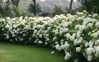 Incrediball Smooth Hydrangea, White Flowers, Landscape Shrub
Proven Winners
Sycamore, IL