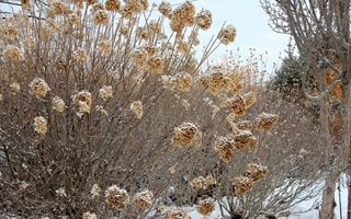 Limelight Hydrangea, Winter
Proven Winners
Sycamore, IL