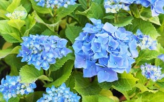 Nikko Blue Hydrangea, Bright Blue Flowers, Flowering Shrub Shutterstock.com New York, NY