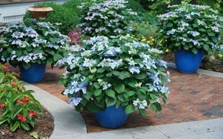 Potted Hydrangeas, Tuff Stuff Ah Ha
Proven Winners
Sycamore, IL