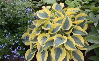 Shadowland Autumn Frost Hosta, Hosta Plant, Proven Winners
Proven Winners
Sycamore, IL