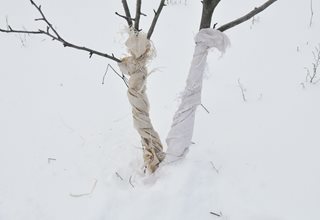 Tree Wraps, Wrapping Trees In Winter, Protecting Trees
7 Elegant Watering Essentials
Shutterstock.com
New York, NY