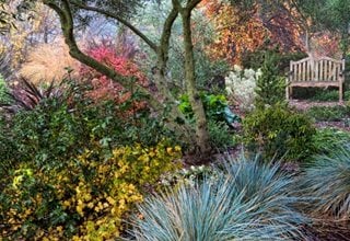 Winter in Petaluma, California
Garden Design
Calimesa, CA