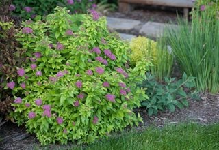 Double Play Gold Spirea, Spirea Bush
Proven Winners
Sycamore, IL