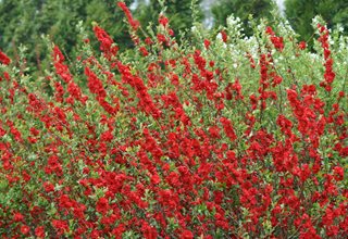 Flowering quince