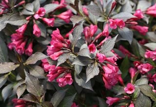 Spilled Wine Weigela, Weigela Shrub 
Proven Winners
Sycamore, IL