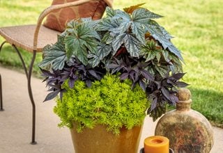 Begonia Container Combination, Pegasus Begonia, Sweet Caroline Raven, Lemon Coral Sedum
Proven Winners
Sycamore, IL