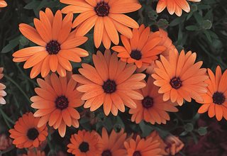 African daisy