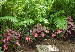 Hippo Pink Polka Dot Plant