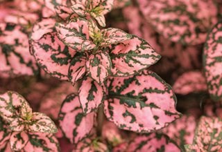 Hippo Pink Polka Dot Plant