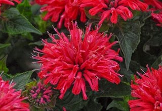 Image of bee balm plant