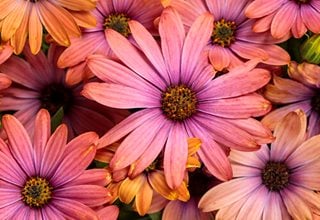 African daisy