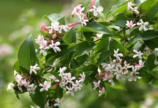Sweet Emotion Abelia, Deciduous Shrub
Proven Winners
Sycamore, IL