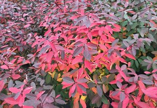 Itea Fall Color, Scentlandia Sweetspire
Proven Winners
Sycamore, IL