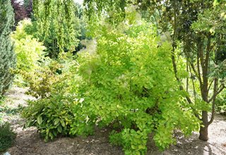 Winecraft Gold, Smoke Bush, Smoke Tree
Proven Winners
Sycamore, IL