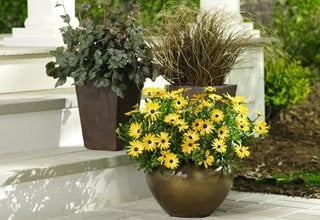 African daisy fall container