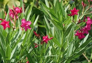 Austin Pretty Limits Oleander, Nerium Oleander, Flowering Shrub
Proven Winners
Sycamore, IL