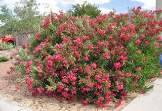 Oleander Shrub, Austin Pretty Limits Oleander Shrub
Proven Winners
Sycamore, IL