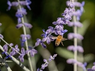 Bee On Russian Sage, Perovskia Atriplicifolia
"Dream Team's" Portland Garden
Shutterstock.com
New York, NY