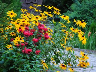 Black Eyed Susan , Bee Balm
"Dream Team's" Portland Garden
Shutterstock.com
New York, NY