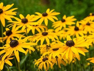 Black Eyed Susan, Rudbeckia
"Dream Team's" Portland Garden
Pixabay
