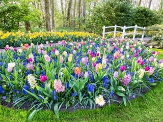Bulb Garden, Bulbi de flori, zambile, lalele, narcise "Dream Team's" Portland Garden Shutterstock.com New York, NY