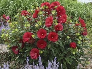 'cranberry Crush' Rose Mallow, Hibiscus Hybrid, Hardy Hibiscus
"Dream Team's" Portland Garden
Proven Winners
Sycamore, IL