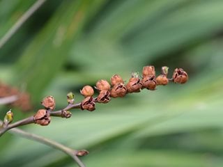 Crocosmia Seedpod, Flower Seeds
"Dream Team's" Portland Garden
Shutterstock.com
New York, NY