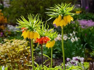 Crown Imperial Fritillaria Flowers
"Dream Team's" Portland Garden
Shutterstock.com
New York, NY