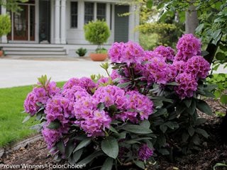 DANDY MAN PURPLE RHODODENDRON