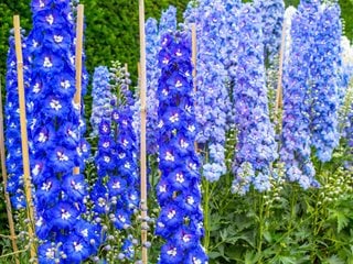 Delphiniums, Staked, Blue Flowers
"Dream Team's" Portland Garden
Alamy Stock Photo
Brooklyn, NY