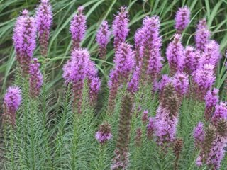 Liatris spicata