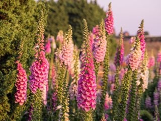 Flowers, Foxglove
"Dream Team's" Portland Garden
Shutterstock.com
New York, NY
