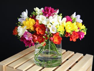 Freesia Bouquet, Flower Bouquet, Cut Flowers
"Dream Team's" Portland Garden
Shutterstock.com
New York, NY