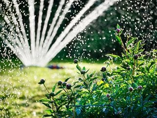 Garden Sprinkler, Irrigation, Watering
"Dream Team's" Portland Garden
Shutterstock.com
New York, NY
