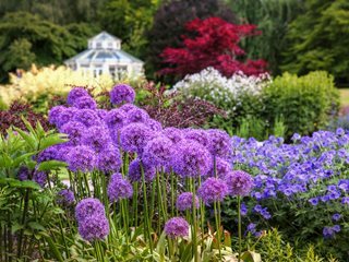 Globemaster Allium, Allium 'globemaster'
"Dream Team's" Portland Garden
Shutterstock.com
New York, NY