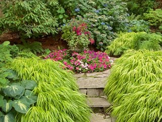 IMPATIENS IN SHADE GARDEN