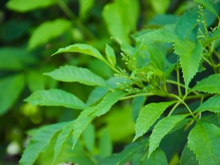 Leaves Of Tecoma Plant, Esperanza Leaves
"Dream Team's" Portland Garden
Shutterstock.com
New York, NY