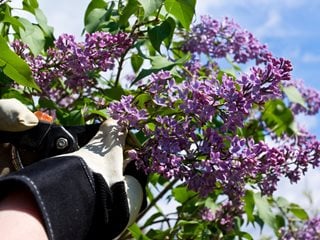 Lilac, Syringa Vulgaris, Pruning
"Dream Team's" Portland Garden
Shutterstock.com
New York, NY