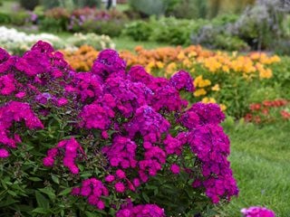 Luminary Ultraviolet Phlox, Phlox Paniculata
"Dream Team's" Portland Garden
Proven Winners
Sycamore, IL