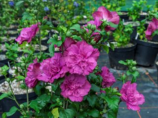 Magenta Chiffon Hibiscus, Magenta Hibiscus Flower
"Dream Team's" Portland Garden
Proven Winners
Sycamore, IL