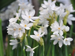 Paperwhite Flowers, Paperwhite Narcissus
"Dream Team's" Portland Garden
Shutterstock.com
New York, NY