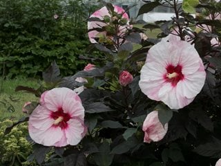Perfect Storm Hibiscus, White And Pink Hibiscus
"Dream Team's" Portland Garden
Proven Winners
Sycamore, IL