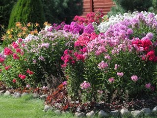 Phlox Garden, Flowerbed
"Dream Team's" Portland Garden
Shutterstock.com
New York, NY