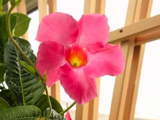 Pink Mandevilla On Trellis, Pink Tropical Flower
"Dream Team's" Portland Garden
Shutterstock.com
New York, NY