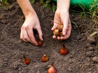 Planting Tulips, Planting Bulbs  "Dream Team's" Portland Garden  Shutterstock.com  New York, NY
