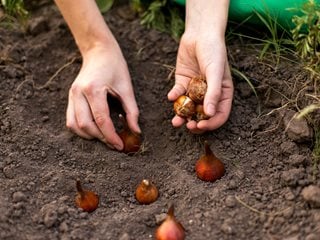 Planting Tulips, Planting Bulbs
"Dream Team's" Portland Garden
Shutterstock.com
New York, NY