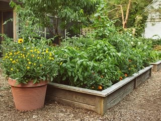 VEGETABLE GARDEN