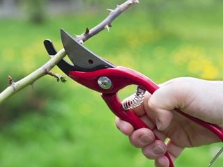 Rose, Pruning, Shears, Secateurs
"Dream Team's" Portland Garden
Dreamstime
